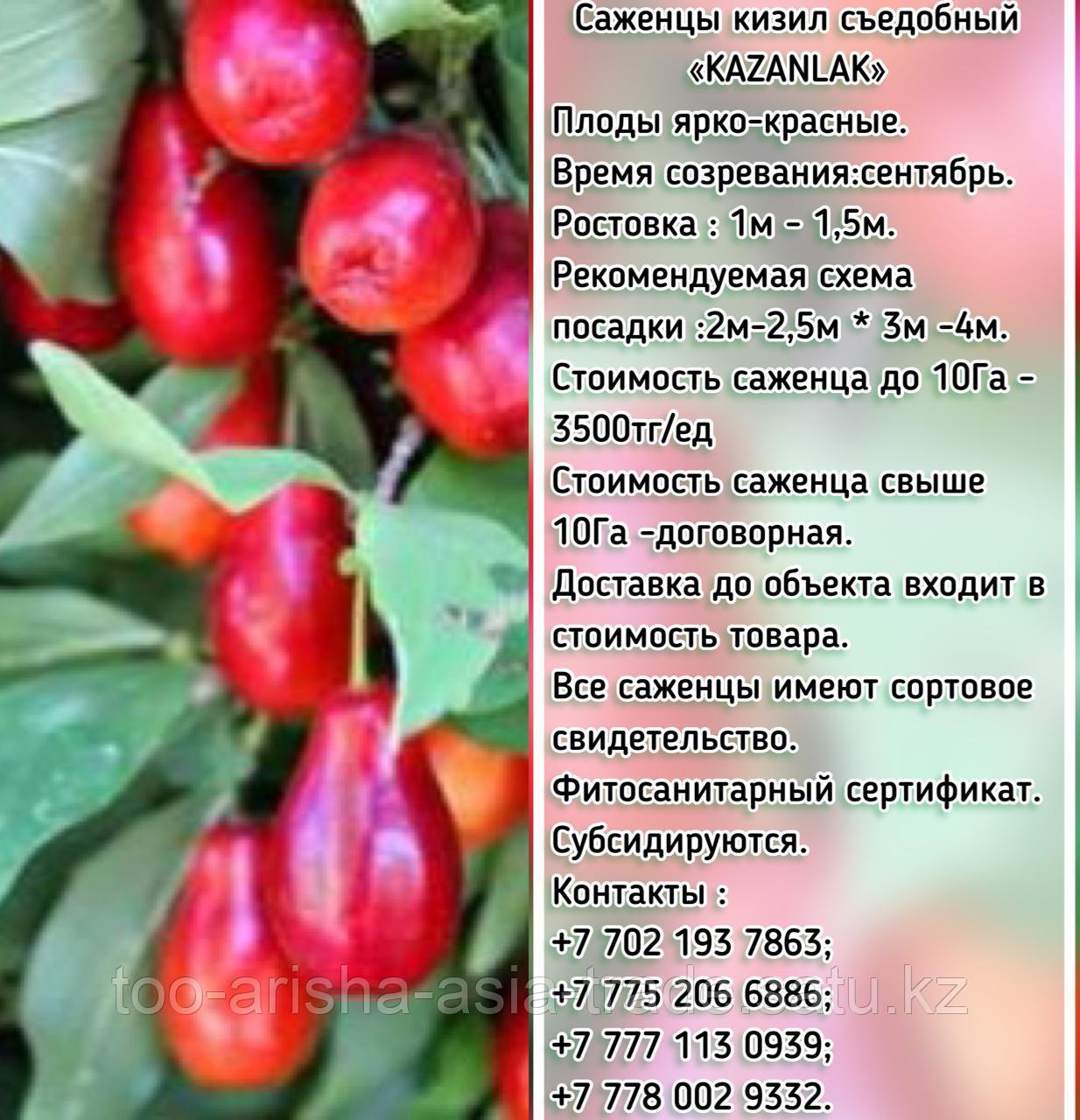 Саженцы кизил "Kazanlak" (Казанлак) Сербия