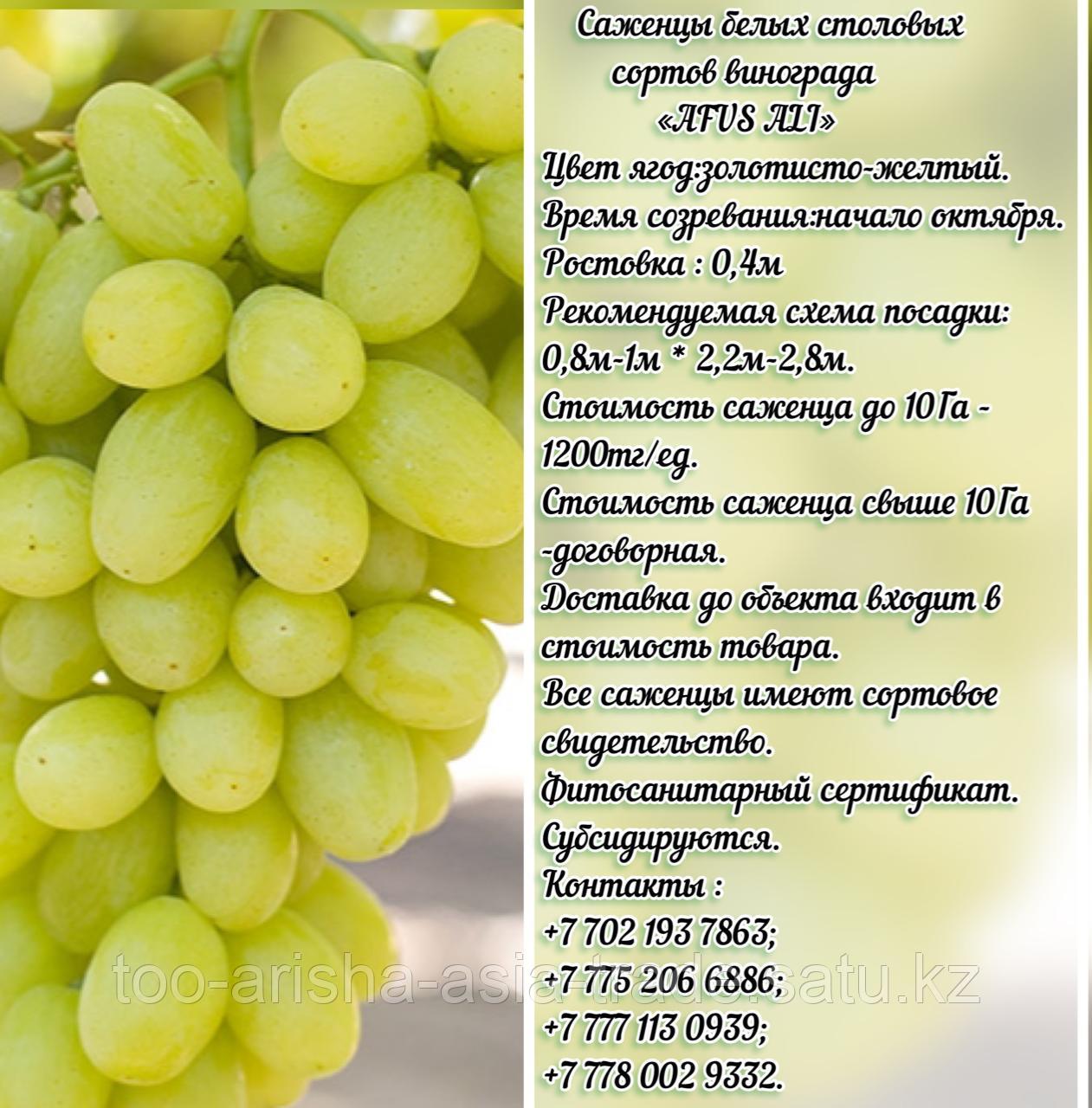 Саженец винограда белый столовый "Afus Ali" (Афус Али) Сербия