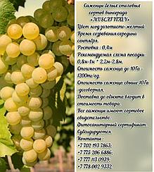 Саженец винограда белый столовый "Muscat Italy" (Мускат Италия) Сербия
