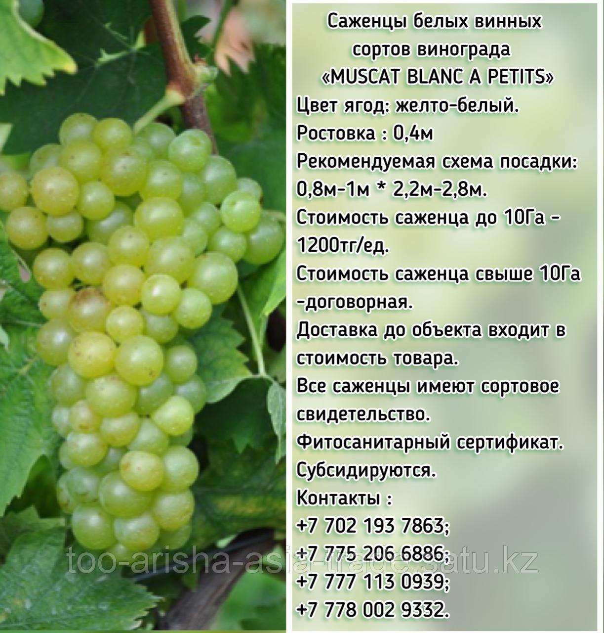 Саженец винограда белый винный "Muscat blanca a petits" (Мускат Бланка петит) Сербия