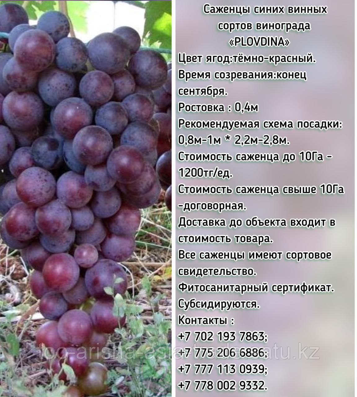 Саженец винограда синий винный "Plovdina" (Пловдин) Сербия