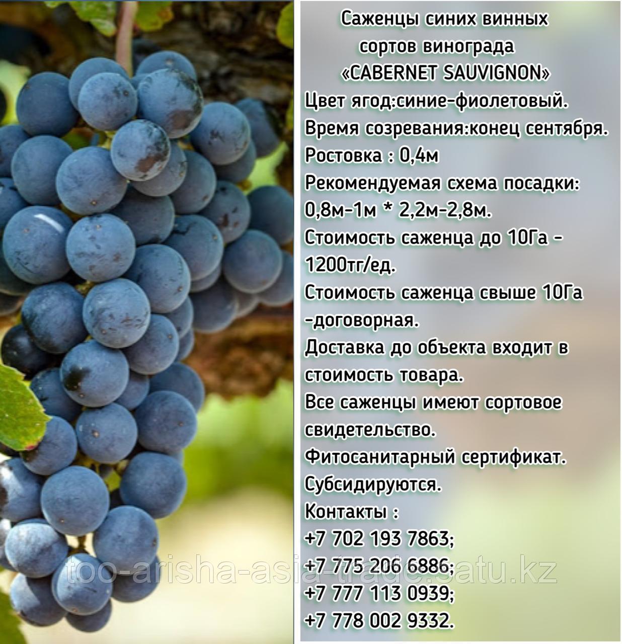 Саженец винограда синий винный "Cabernet Sauvignon" ( Каберне-совиньон) Сербия