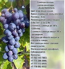 Саженец винограда синий винный "Blaufränkisch" (Блауфранкиш) Сербия