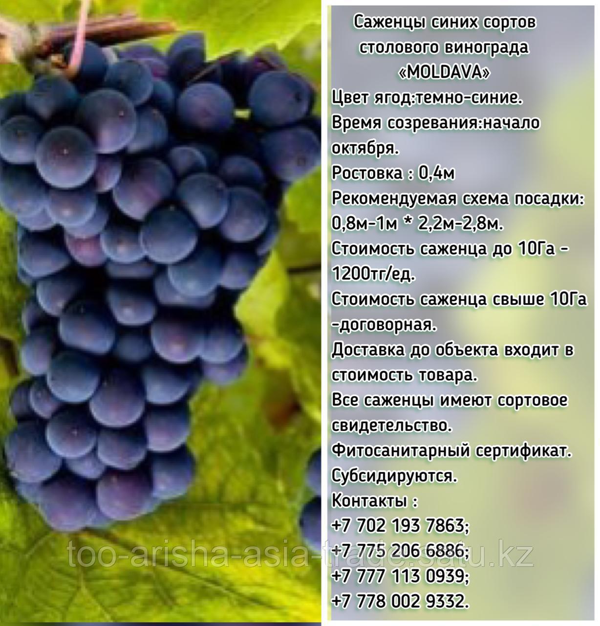 Саженец винограда синий столовый "Moldоva" (Молдова) Сербия