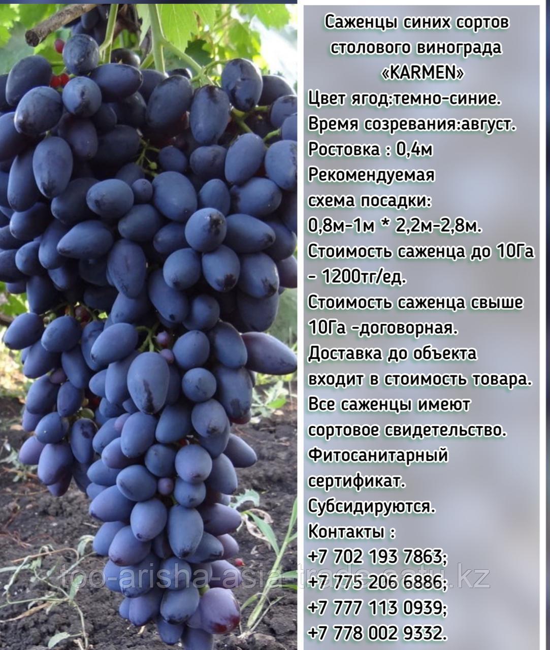 Саженец винограда синий столовый "Karmen" (Кармен) Сербия