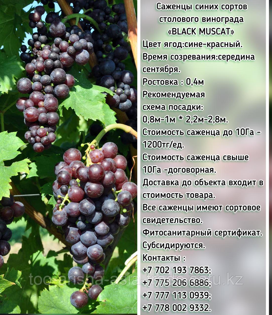 Саженец винограда синий столовый "Black muscat" (Черный мускат) Сербия