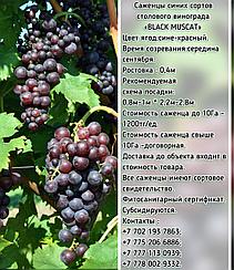 Саженец винограда синий столовый "Black muscat" (Черный мускат) Сербия