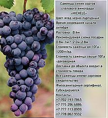 Саженец винограда синий столовый "Michele" (Мишель) Сербия