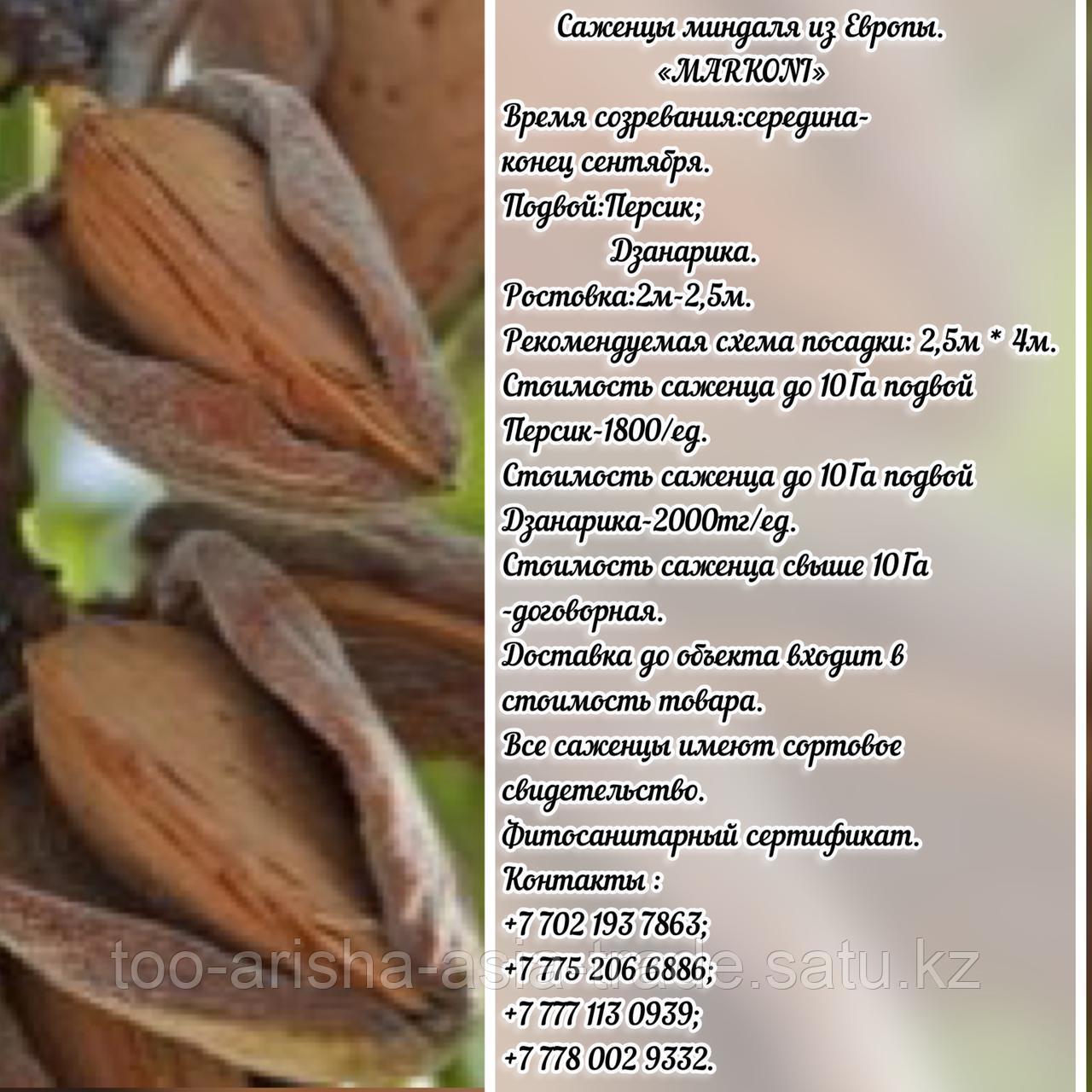 Саженцы миндаля "Marcona" (Маркона)  подвой персик Сербия