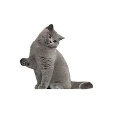 Каталог всех товаров — маркетплейс Satu.kz