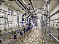 Доильный зал Swing Over от 2x4 до 2x20 доильных мест