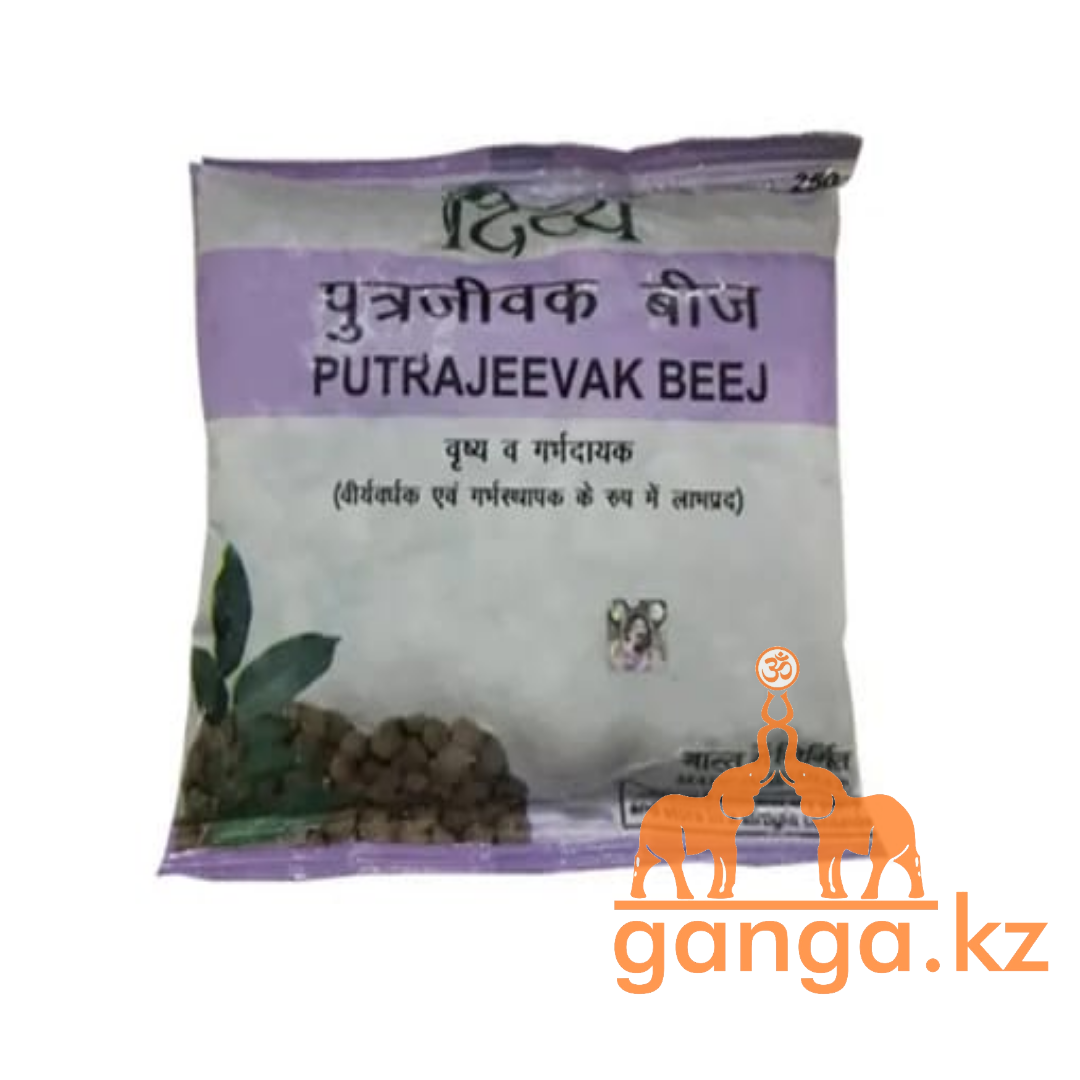Семена растения Путрадживы (Putrajevaak beej PATANJALI), 250 грамм