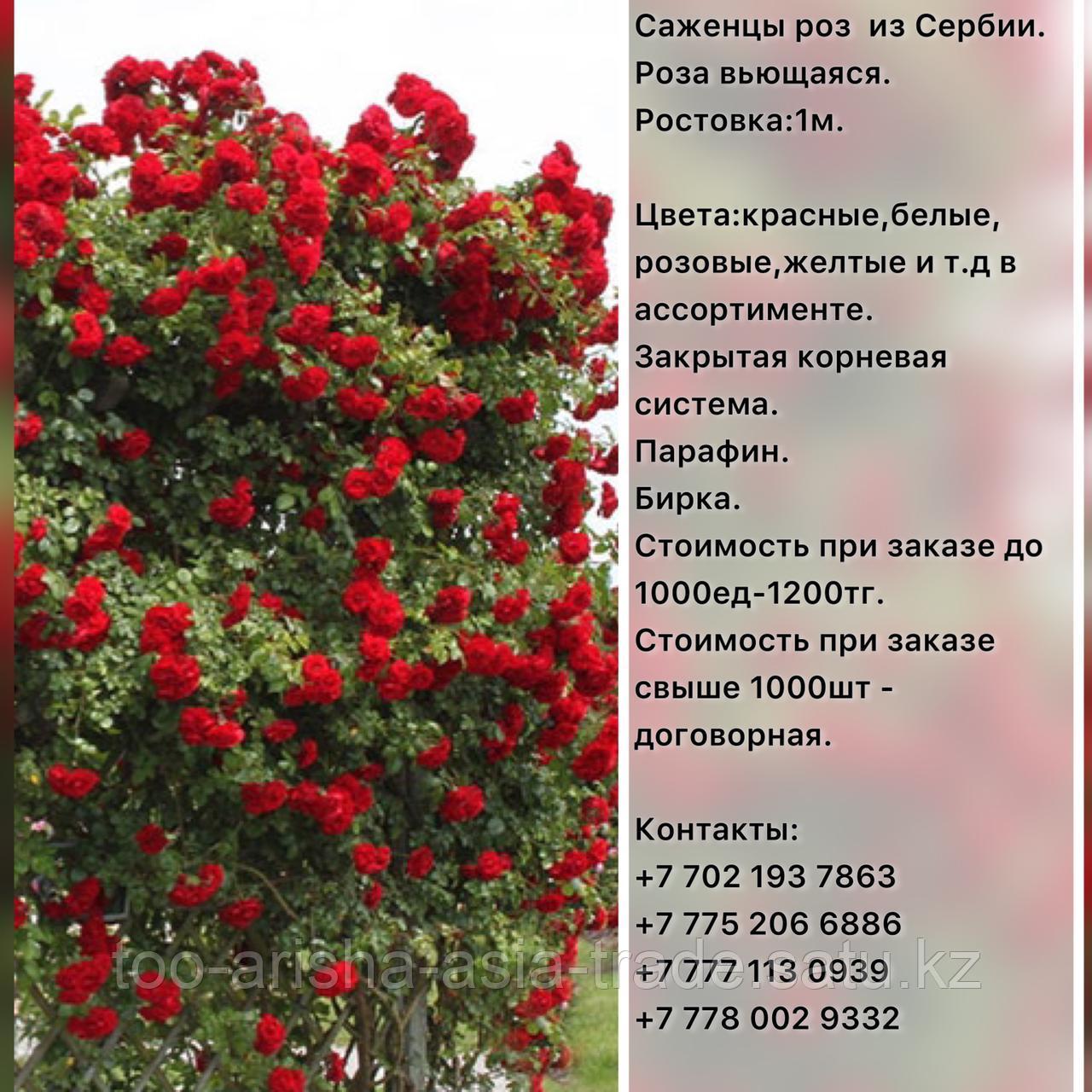 Саженец розы вьющейся и плетистой Сербия