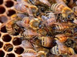 Книга для пчеловода «Болезни и вредители»