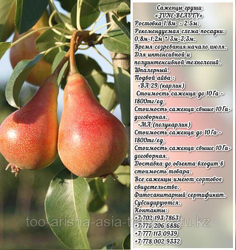 Груша Июньская Фото