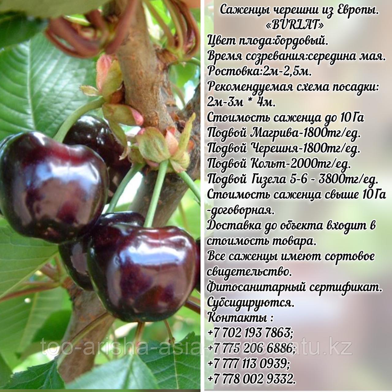 Саженец черешни колированной Burlat (Бурлат) Сербия