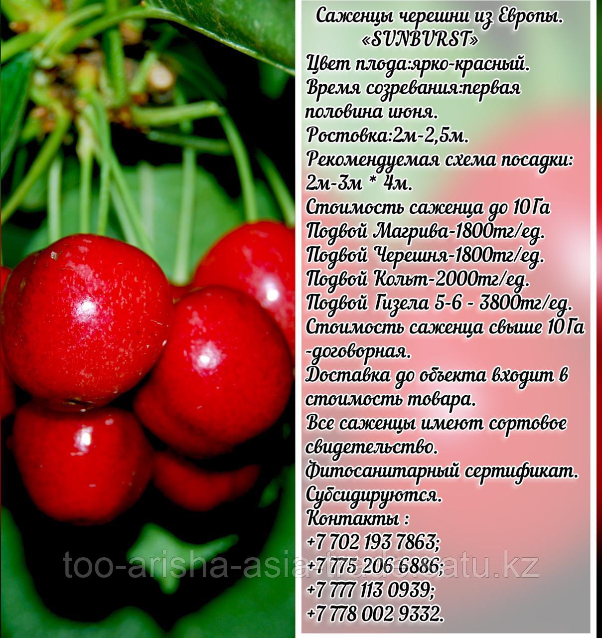 Саженец черешни калированной Sunburst (Санбурст) Сербия