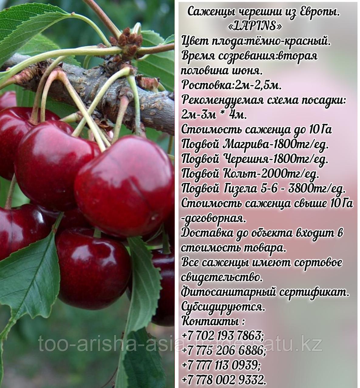 Саженец черешни калированной Lapins (Лапинс) Сербия