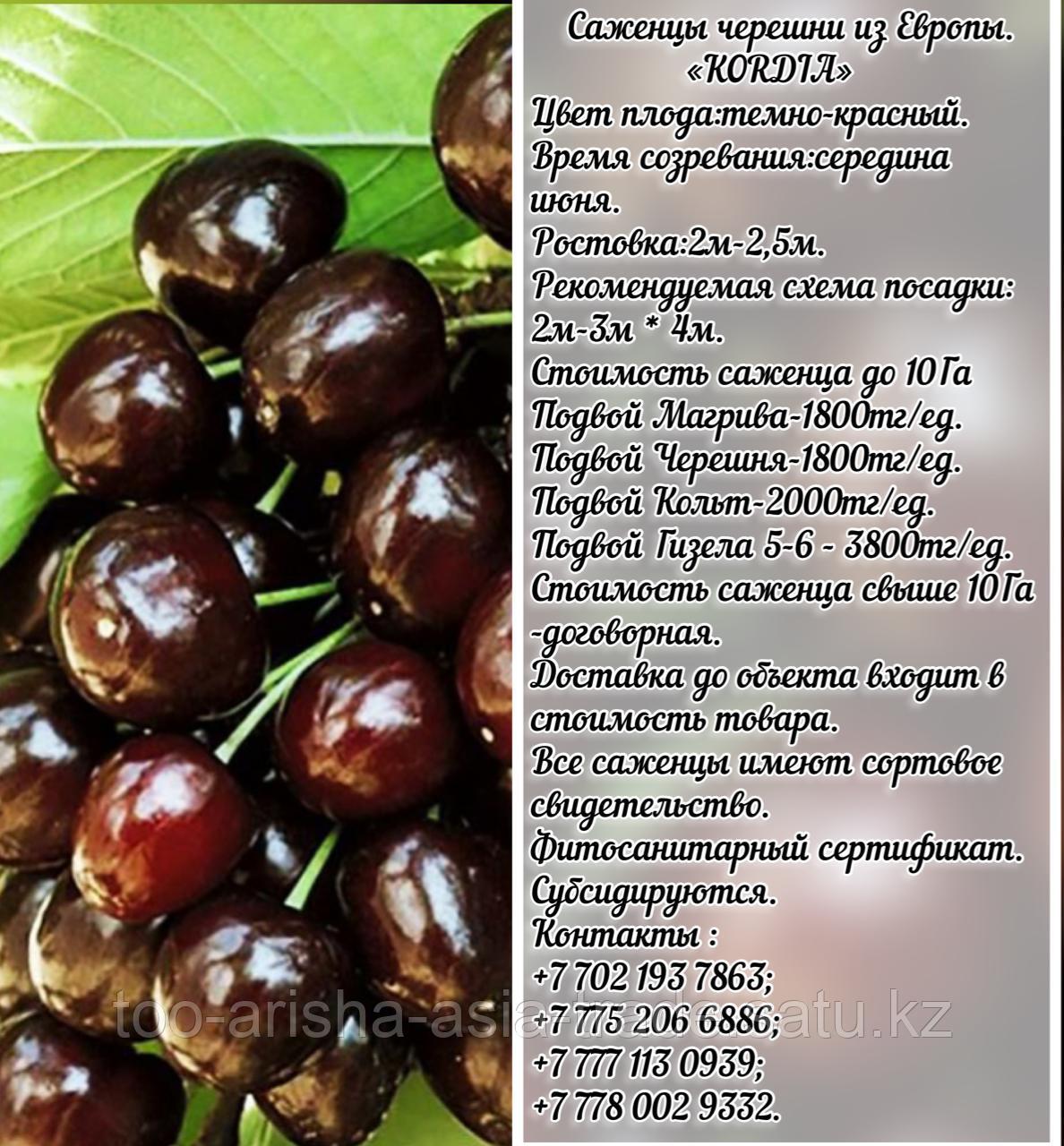 Саженец черешни колированной Kordia (Кордия) Сербия