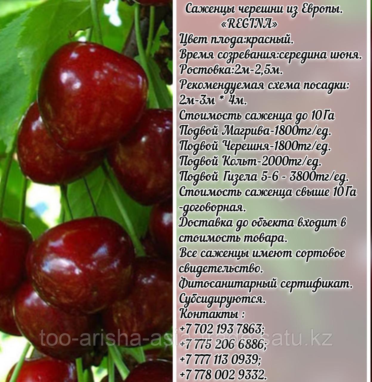 Саженец черешни калированной Regina (Регина) Сербия