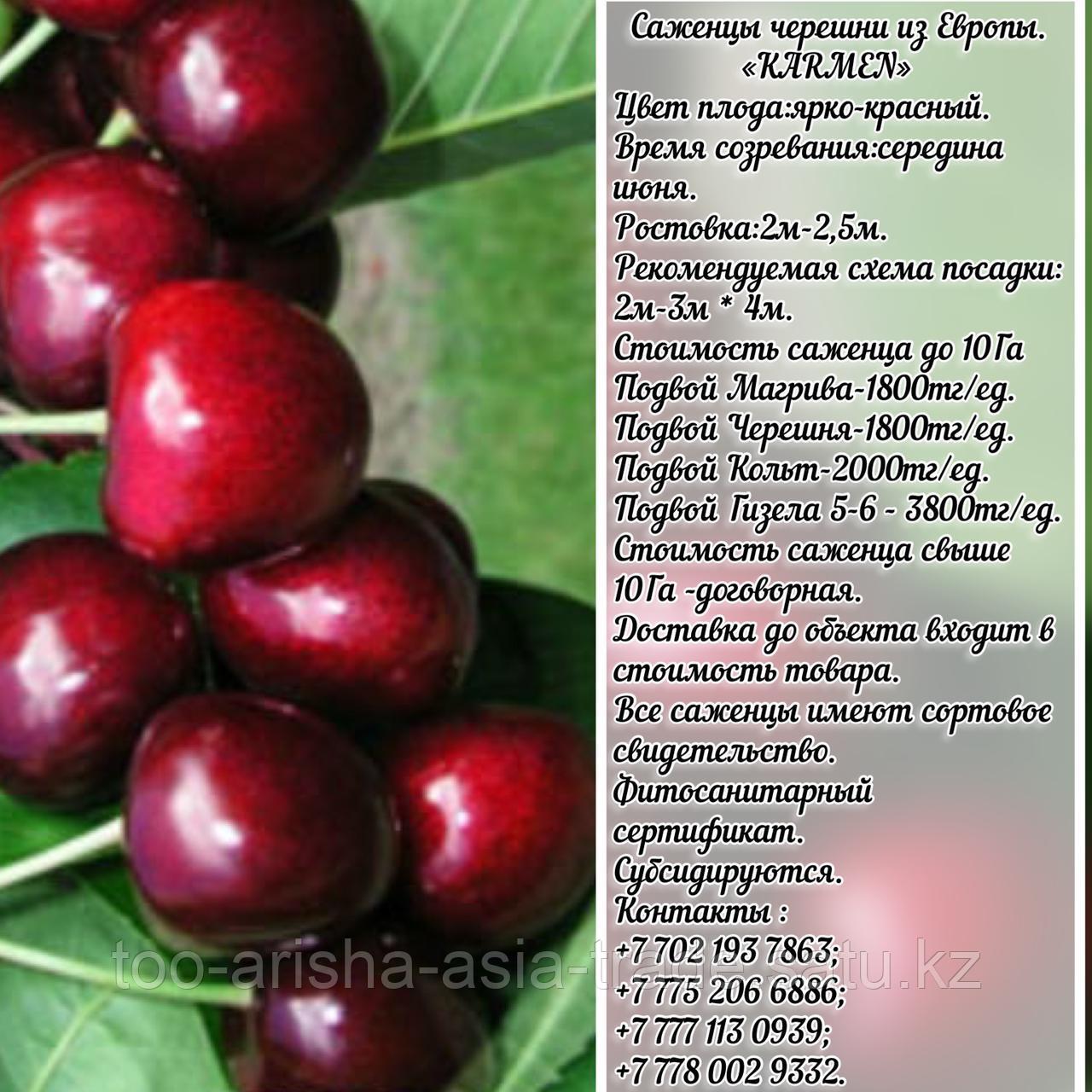 Саженец черешни калированной Сarmen (Кармен) Сербия