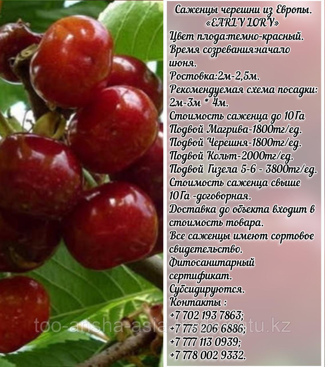 Саженец черешни калированной Early Lory (Эрли Лори) Сербия
