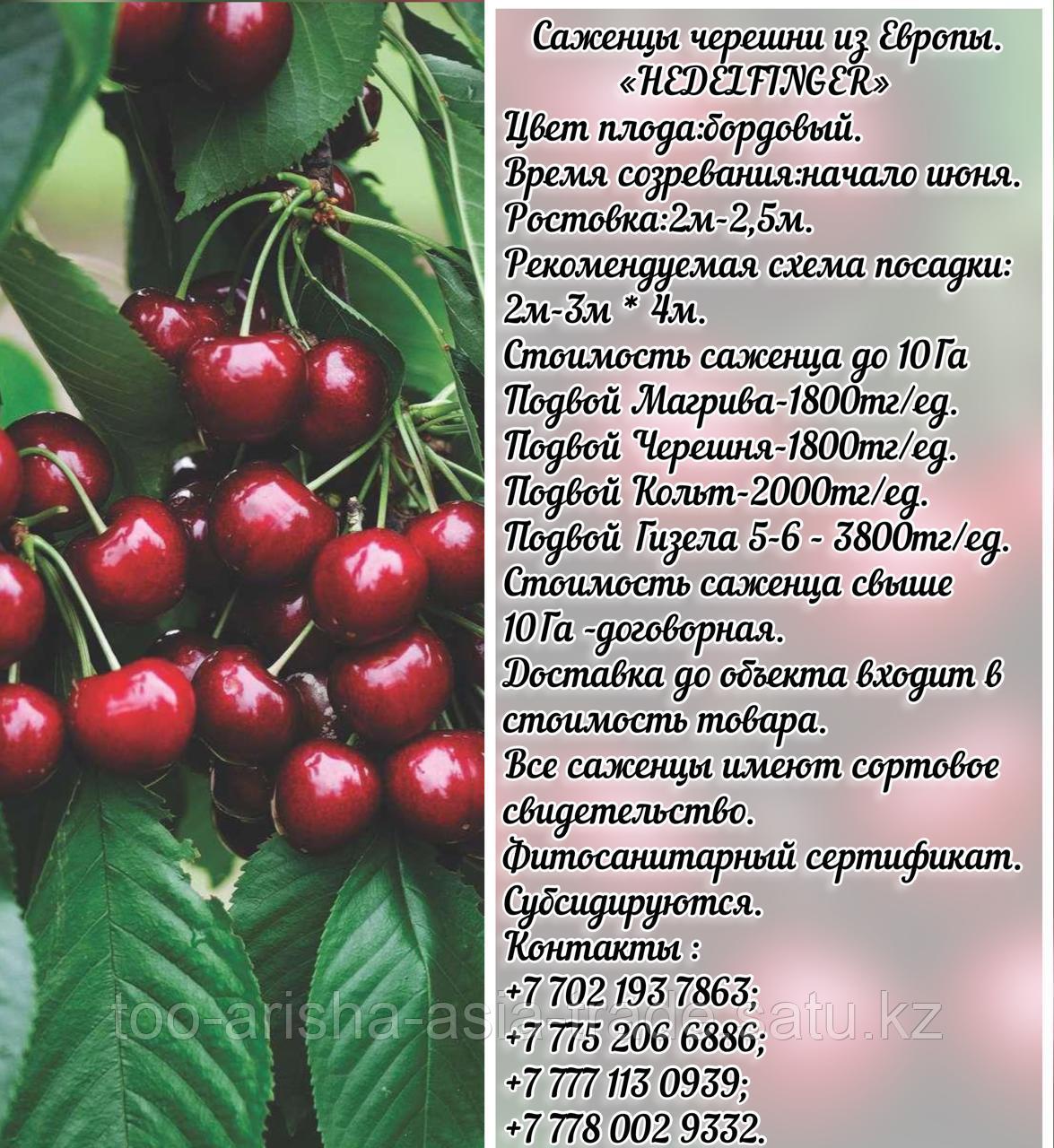 Саженец черешни колированной Hedel Finger (Хедель Фингер) Сербия