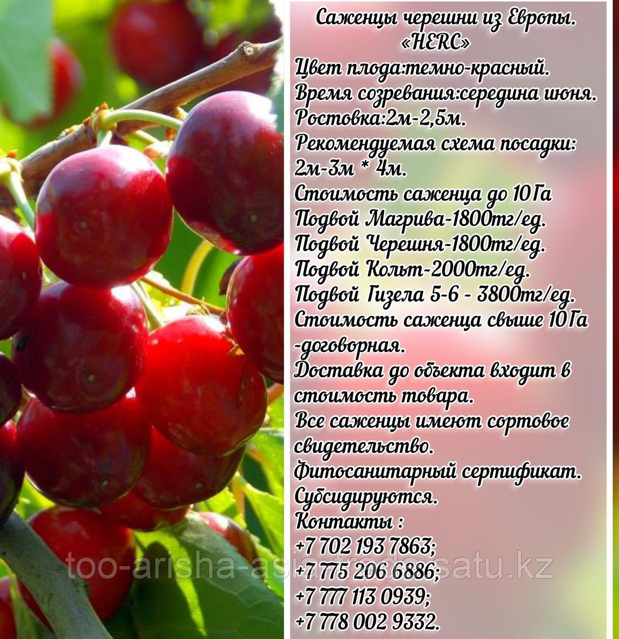 Саженец черешни колированной Herc (Херц) Сербия