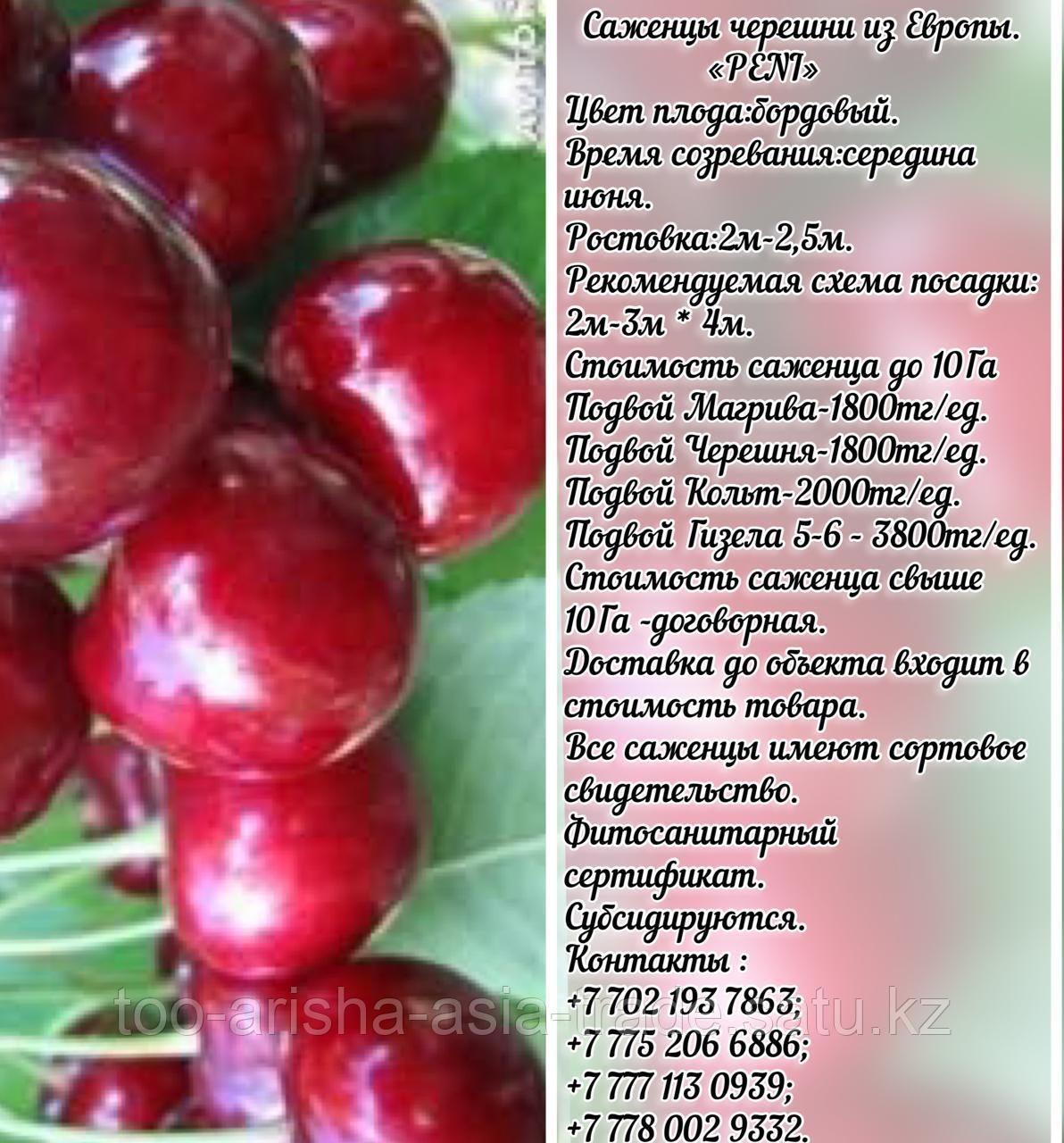 Саженец черешни колированной Peni (Пени) Сербия