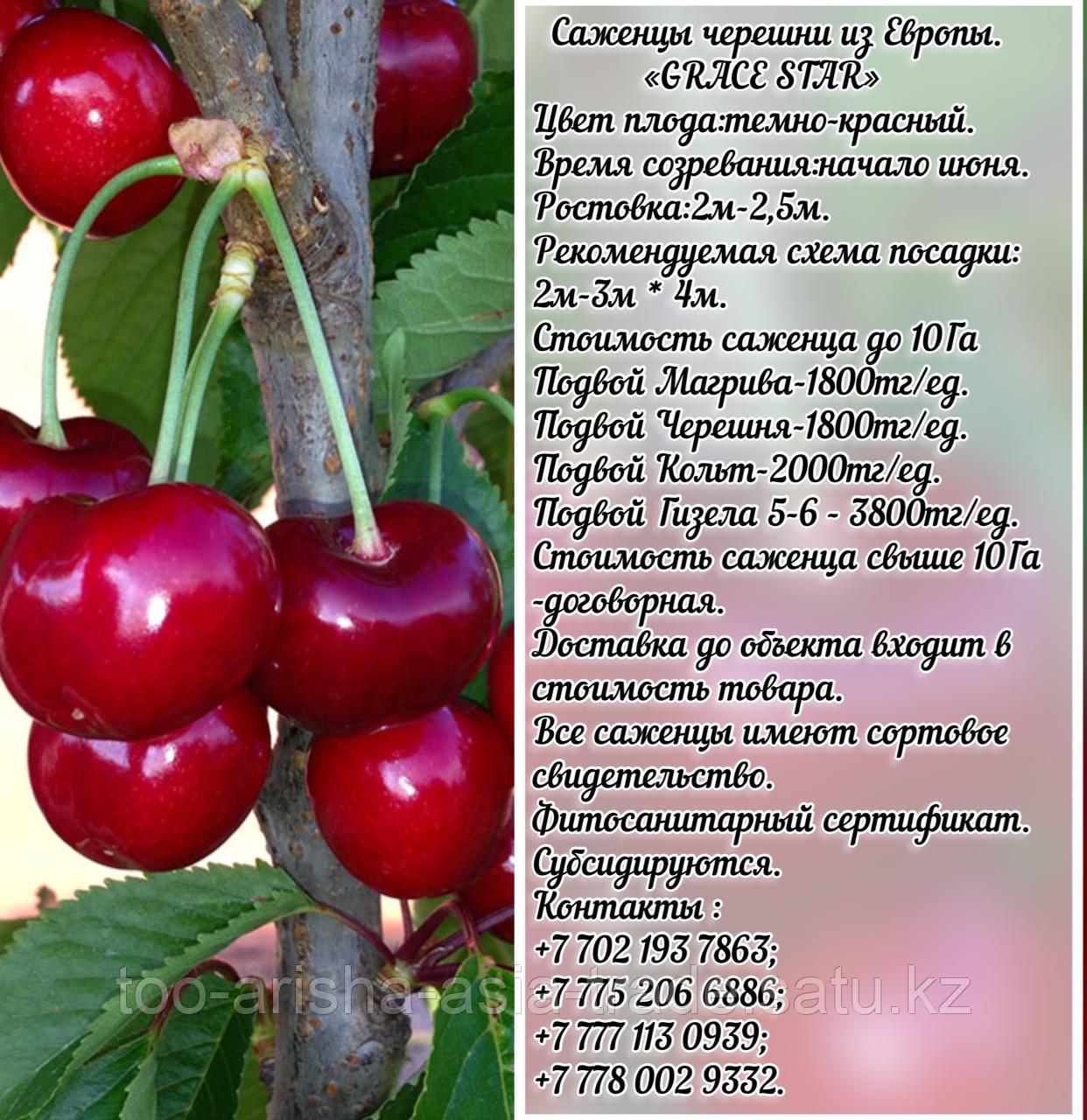 Саженец черешни колированной Grace Star (Грейс Стар) Сербия