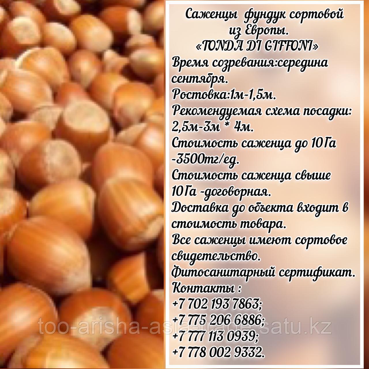 Саженец фундука Tonda di Giffoni (Тонда Гиффони) Сербия