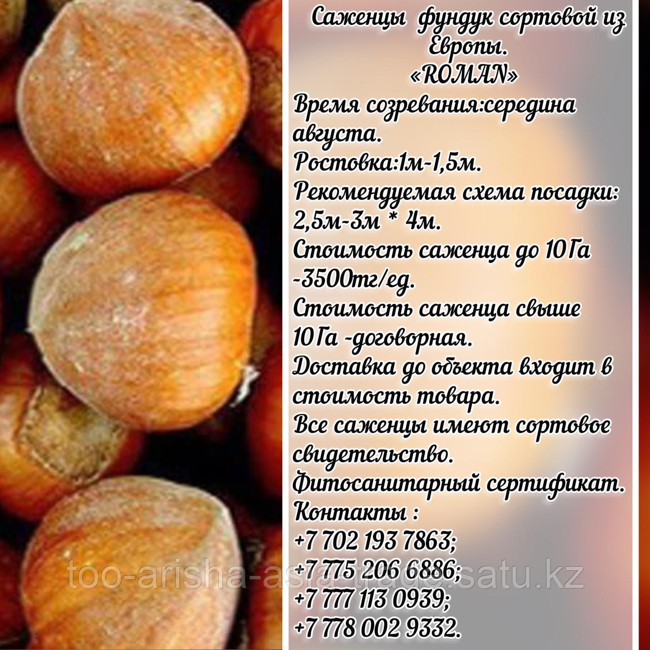 Саженец фундука Tonda Romana (Тонда Романа) Сербия