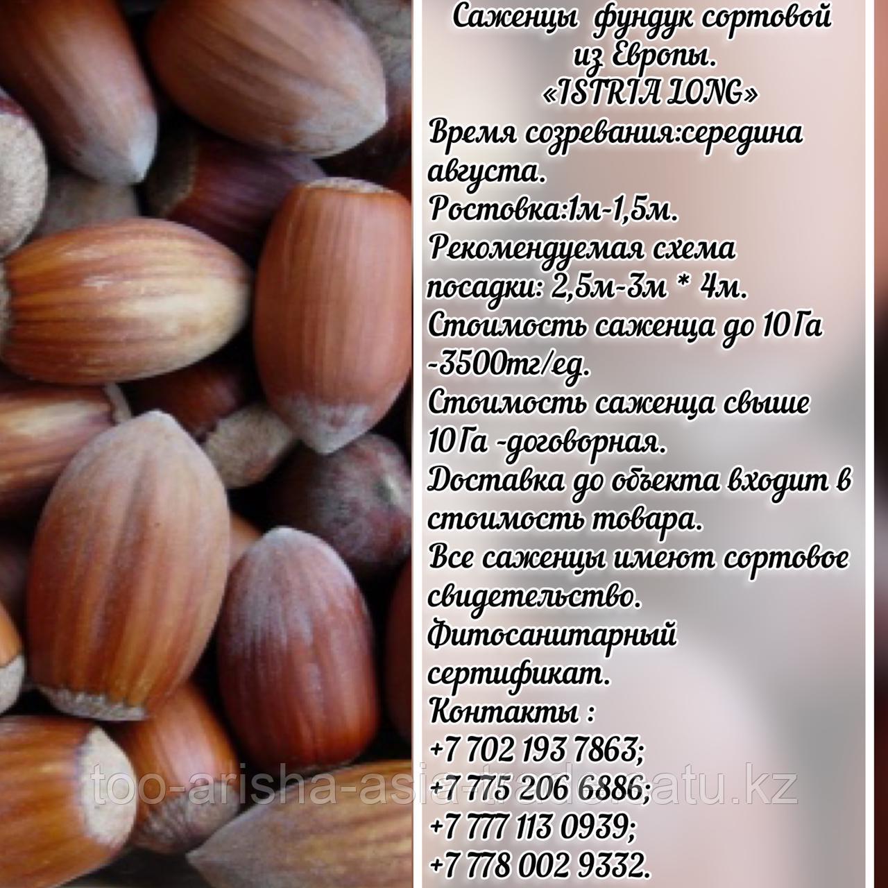 Саженец фундука Istria Long (Истриа Лонг) Сербия