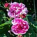 Саженцы масленичных роз Сербия, фото 7