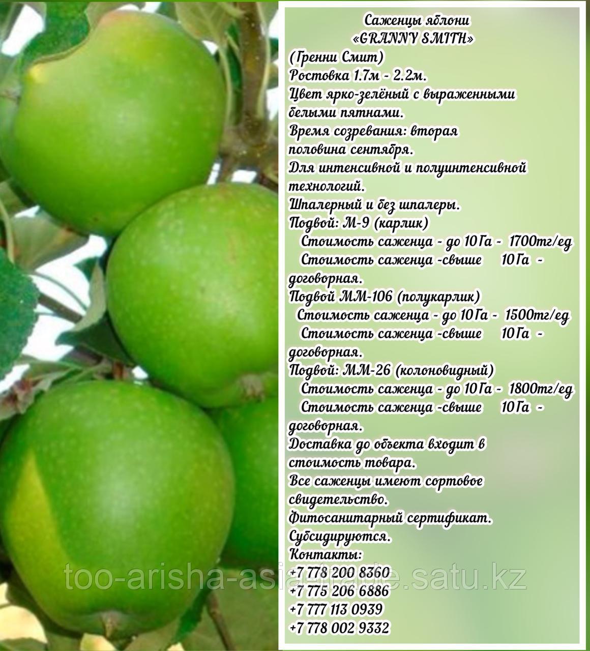 Саженцы яблони "Granny smith" (Гренни Смит) подвой мм 26 Сербия