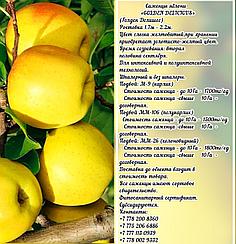 Саженцы яблони "Golden Delicious" (Голден Делишес) подвой м 9 Сербия
