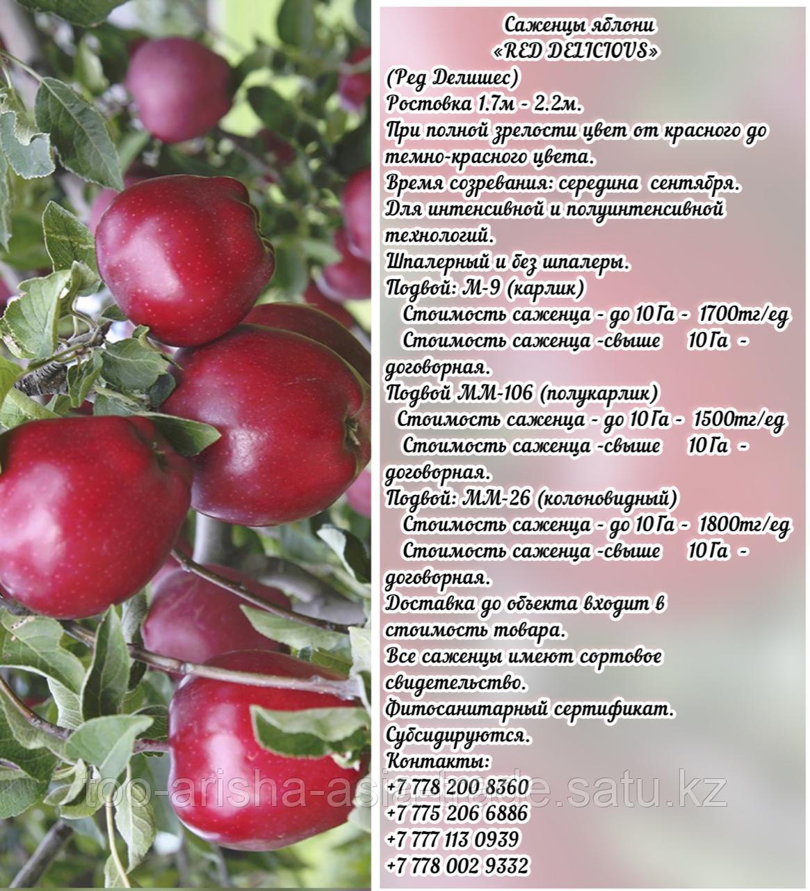 Алма к шеттері "Red Delicious" (Ред Делишес) тамырсабақ мм 106 Сербия - фото 1 - id-p93560939