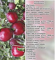 Саженцы яблони "Red Delicious" (Ред Делишес) подвой м 9 Сербия