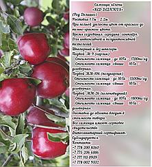Саженцы яблони "Red Delicious" (Ред Делишес) подвой м 9 Сербия