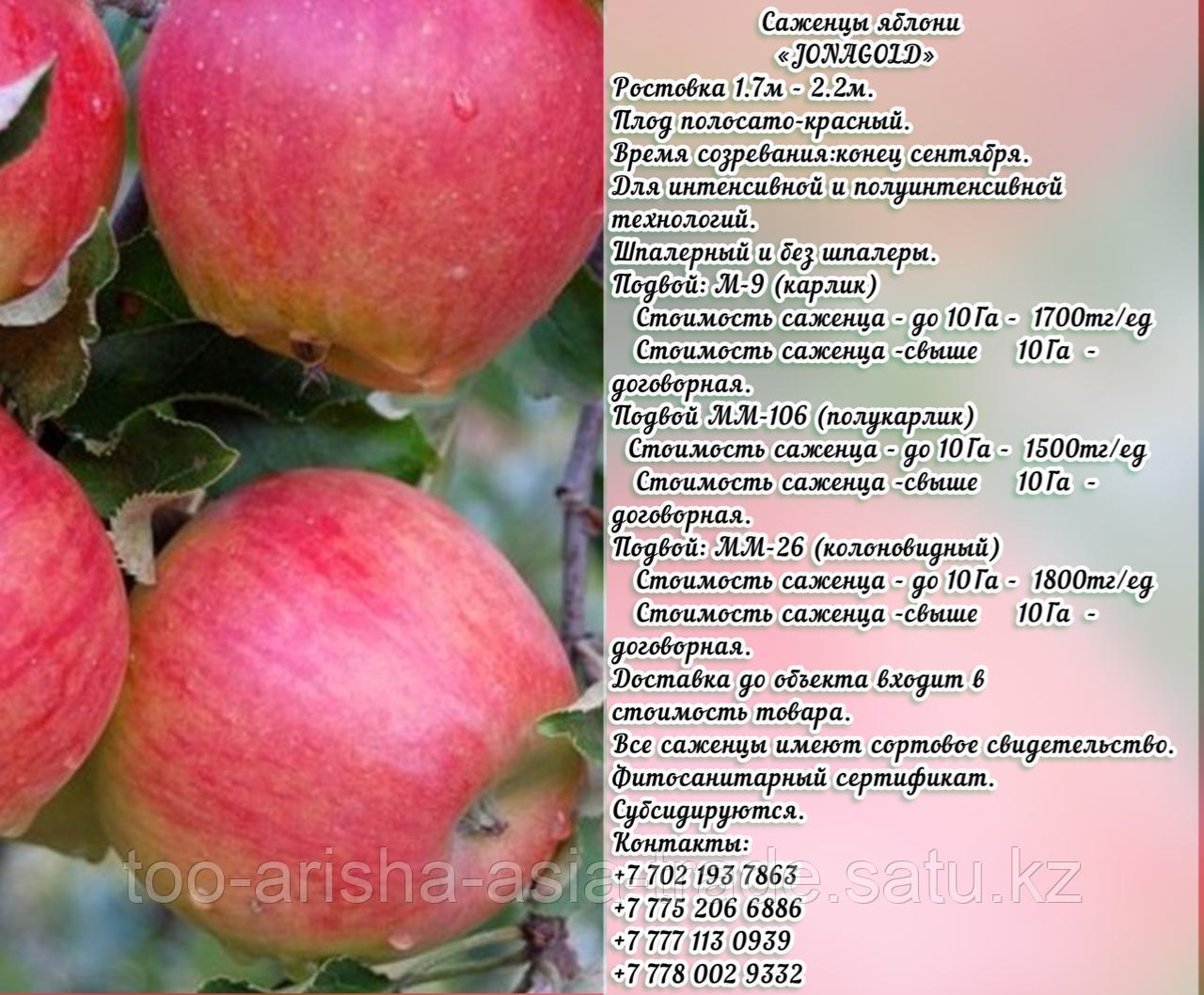 Саженцы яблони "Jonagold" (Джонаголд) подвой мм 26 Сербия