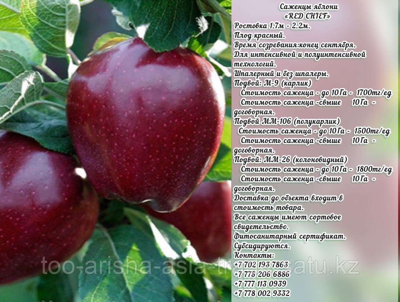 Саженцы яблони "Red Chief" (Ред Чиф) подвой мм 106 Сербия