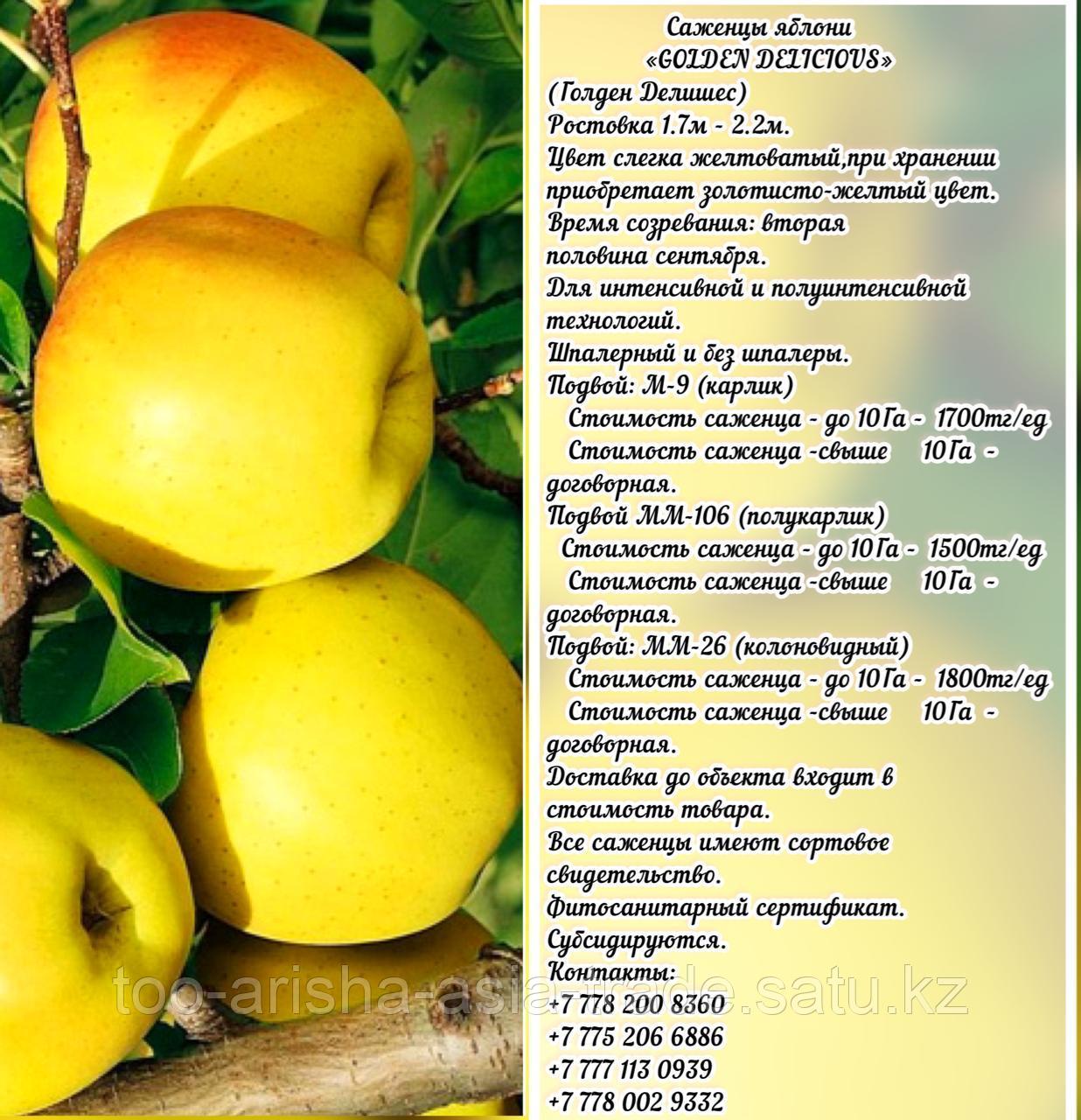 Саженцы яблони "Golden Delicious" (Голден Делишес) подвой мм 26 Сербия