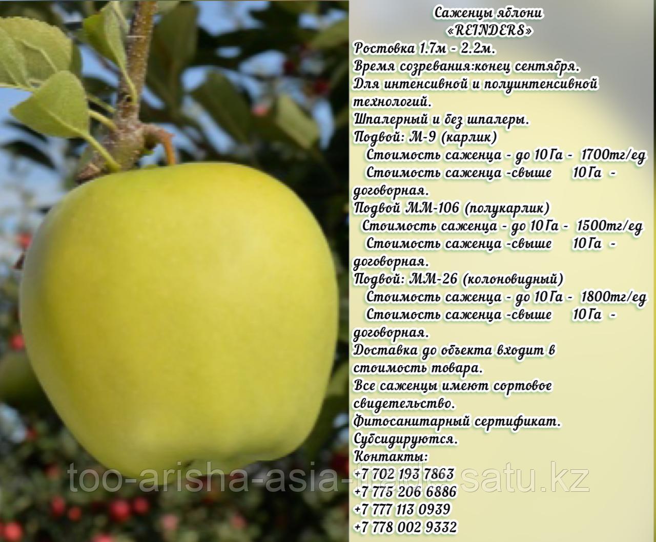 Саженцы яблони "Rainders" (Рэндэрс) М 9 Сербия