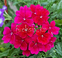 Estrella Dark Pink N713 / укор.черенок