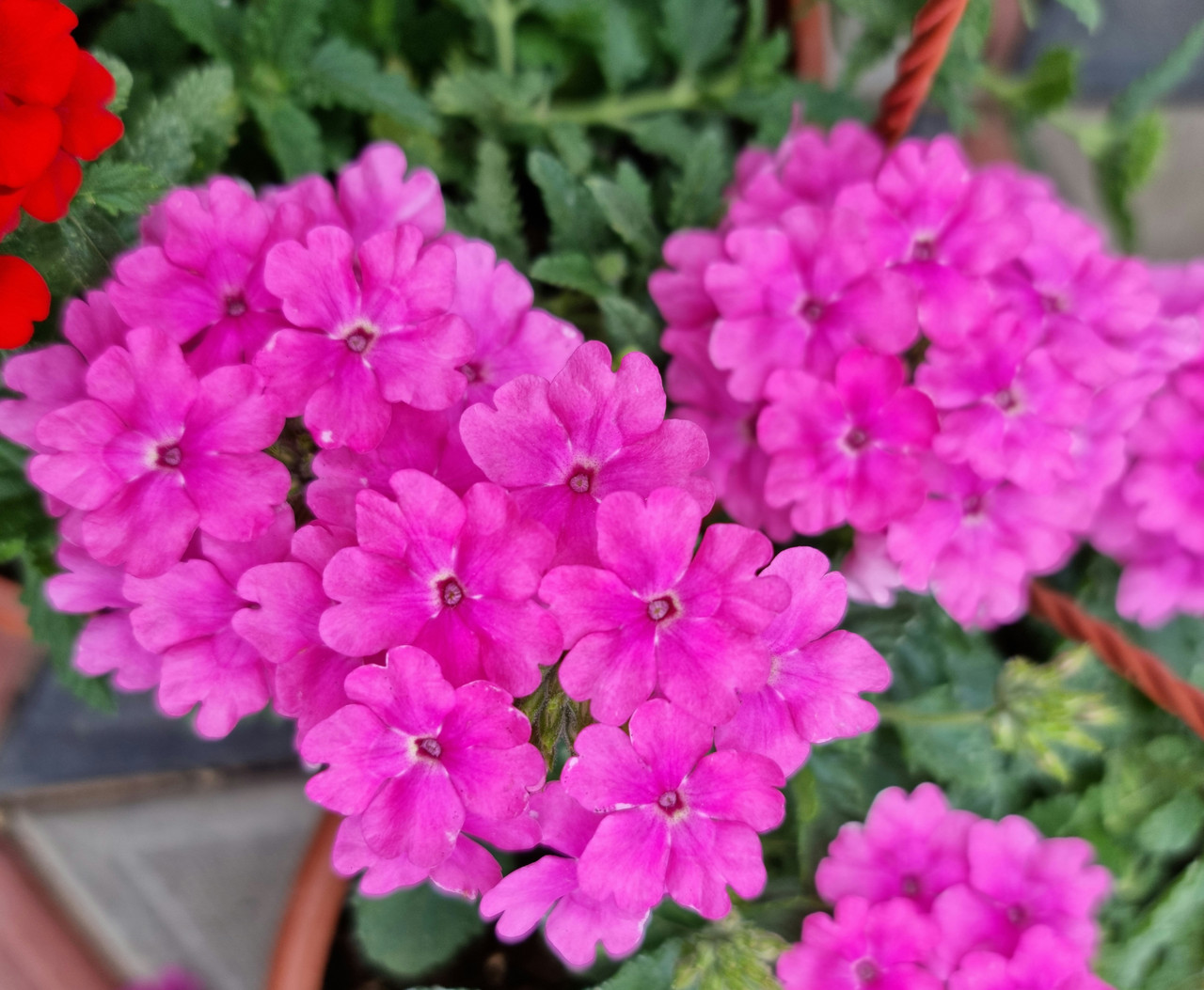 Estrella Pink N714