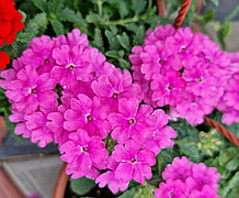 Estrella Pink N714 / укор.черенок