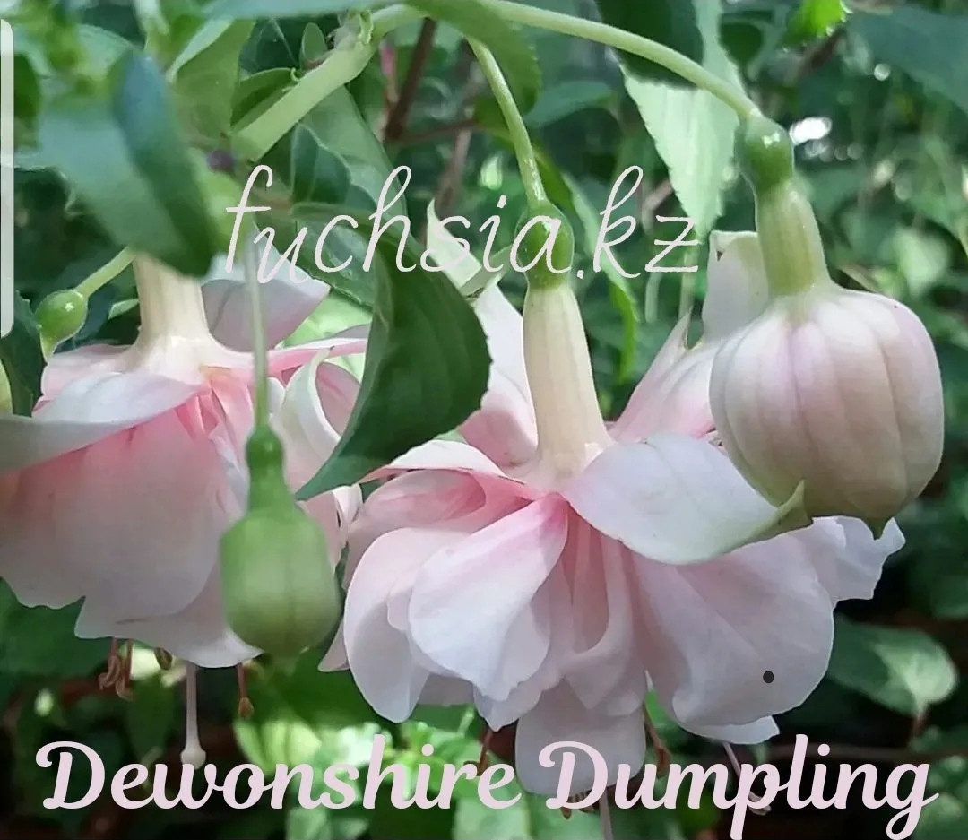 Dewonshire Dumpling / укор.черенок