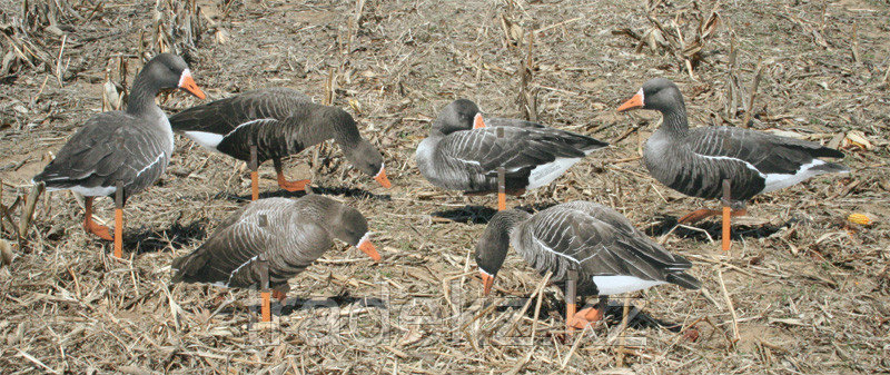 Набор подсадных гусей REAL GEESE PRO SERIES SPECKLEBELLY (12 шт.) - фото 1 - id-p93723316