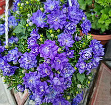 Isofila Dublin Blue / подрощенное растение