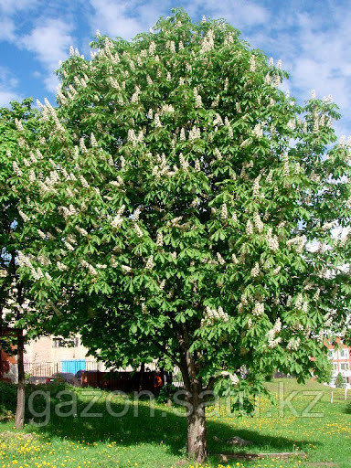 Күннің үлкен буферлері